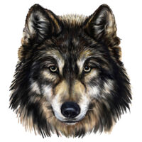 Tee Shirt Printed Beautiful Wolf Dark