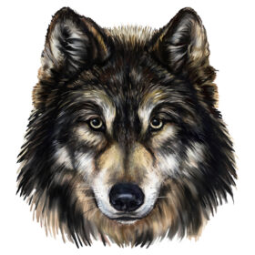 Tee Shirt Printed Beautiful Wolf Dark