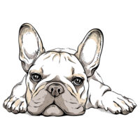 Alternative view of Tee Shirt Printed Beautiful Pug White