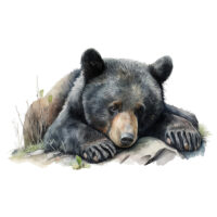 Tee Shirt Printed Beautiful Art Black Bear Watercolor Art #05