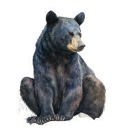 Tee Shirt Printed Beautiful Art Black Bear Watercolor Art #06