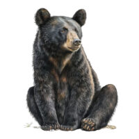 Alternative view of Tee Shirt Printed Beautiful Art Black Bear Watercolor Art #07