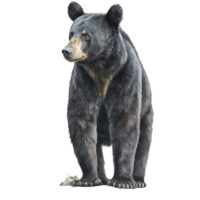Tee Shirt Printed Beautiful Art Black Bear Watercolor Art #09