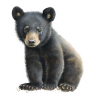 Alternative view of Tee Shirt Printed Beautiful Art Black Bear Watercolor Art #12