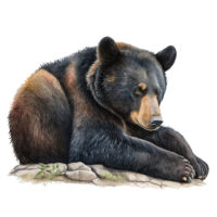 Tee Shirt Printed Beautiful Art Black Bear Watercolor Art #17
