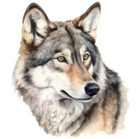 Tee Shirt Printed Beautiful Wolf Watercolor Art #02