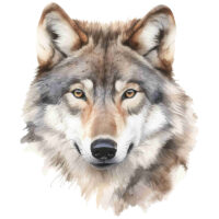 Alternative view of Tee Shirt Printed Beautiful Wolf Watercolor Art #03