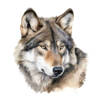 Tee Shirt Printed Beautiful Wolf Watercolor Art #08