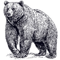 Tee Shirt Printed Sketch Monotone Bear Art #03