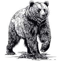 Alternative view of Tee Shirt Printed Sketch Monotone Bear Art #04