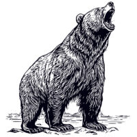 Tee Shirt Printed Sketch Monotone Bear Art #05