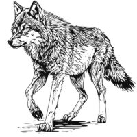 Tee Shirt Printed Sketch Monotone Wolf Art #04