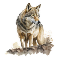 Tee Shirt Printed Beautiful Watercolor Art Fierce Forest Wolves #14