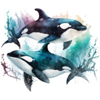 Alternative view of Tee Shirt Printed Marine Life Watercolour Art Killer Whale #02