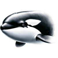 Tee Shirt Printed Orca Design #01 - Image 3