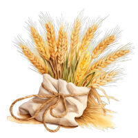 Tee Shirt Printed Wheat Bundle #02 - Image 3