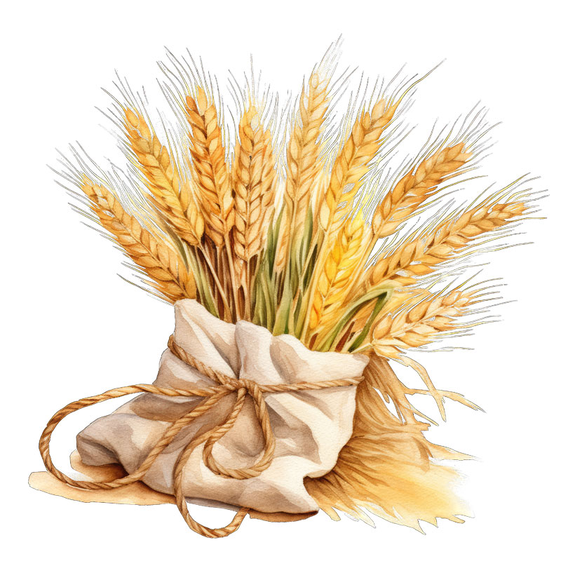Tee Shirt Printed Wheat Bundle #02 - Image 3