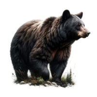 Tee Shirt Printed WILDLIFE WOODLAND ANIMALS Majestic Black Bear Art #6 - Image 3